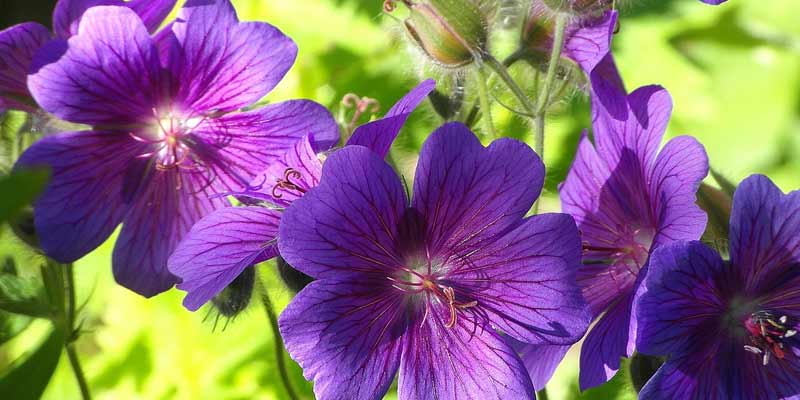 geraniums