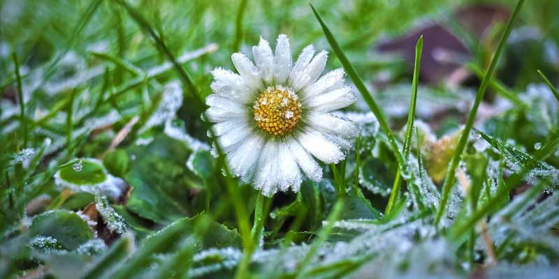 daisies with frost on it