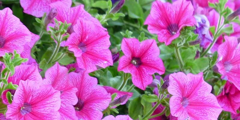 petunias