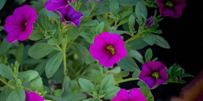 petunias growing in a pot indoors