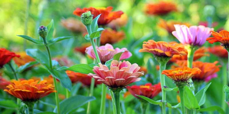 Can Zinnias Survive Frost?