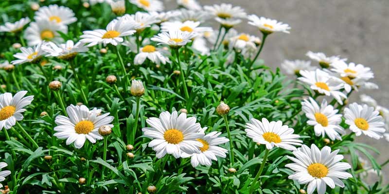 daisy blooming