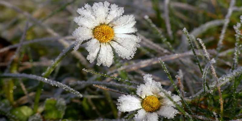 frost on daisies