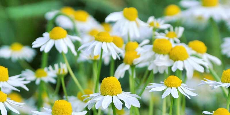 daisy plants