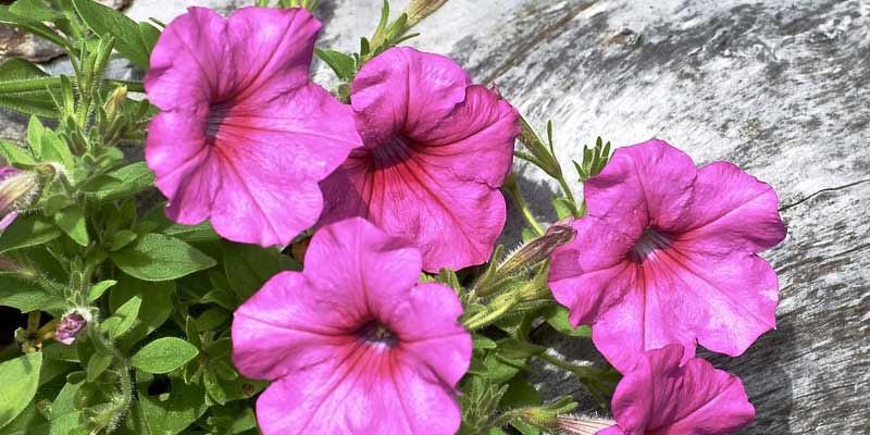 Do Petunias Spread?