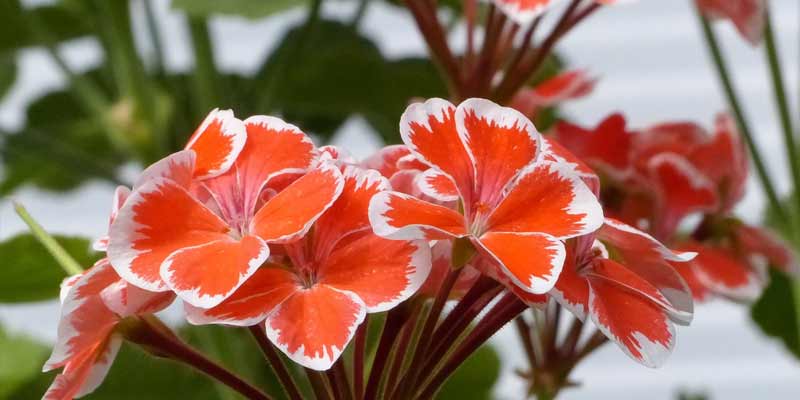 geraniums blooming