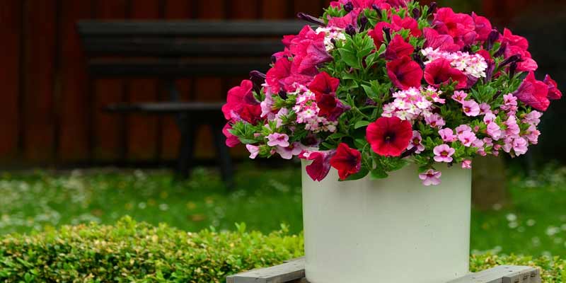 How Long Do Petunias Last In Pots?