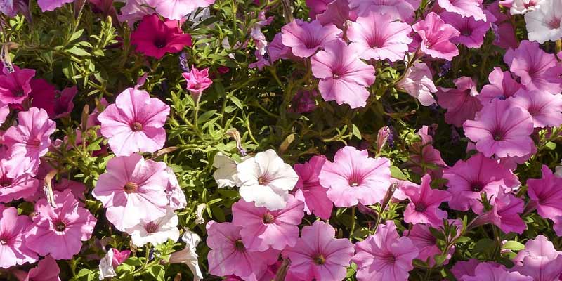 petunias in the sun