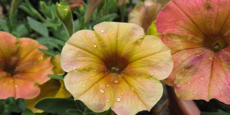 How Much Water Do Petunias Need?