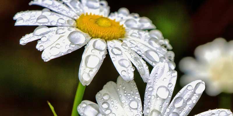 daisies