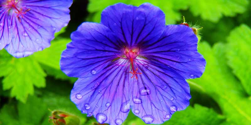 How Often To Water Geraniums?