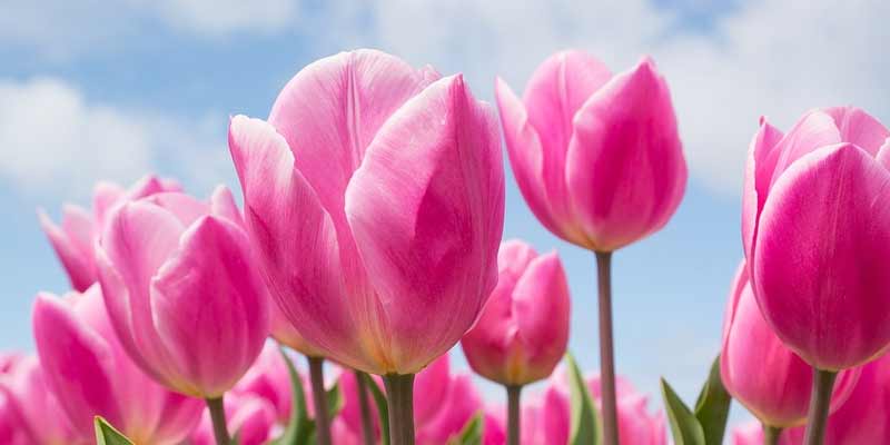 How Often To Water Tulips?