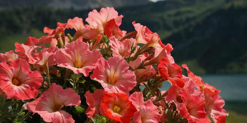 petunia flowers