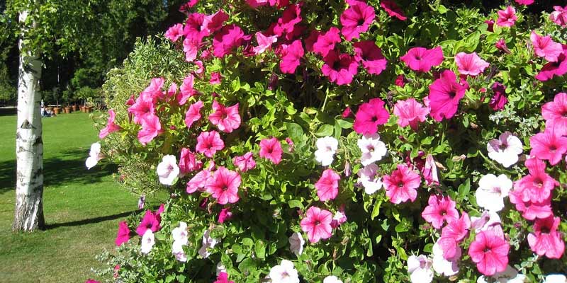 petunias in the spring