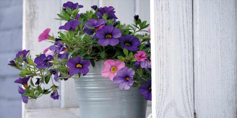 petunias in a pot