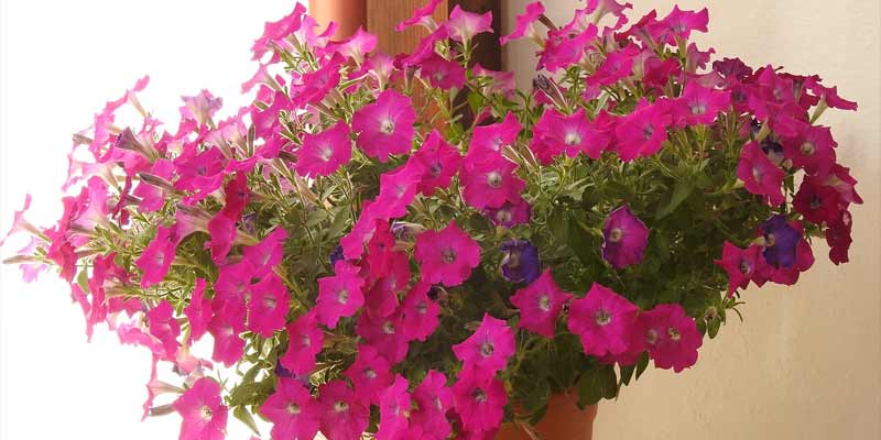 petunias grown indoors