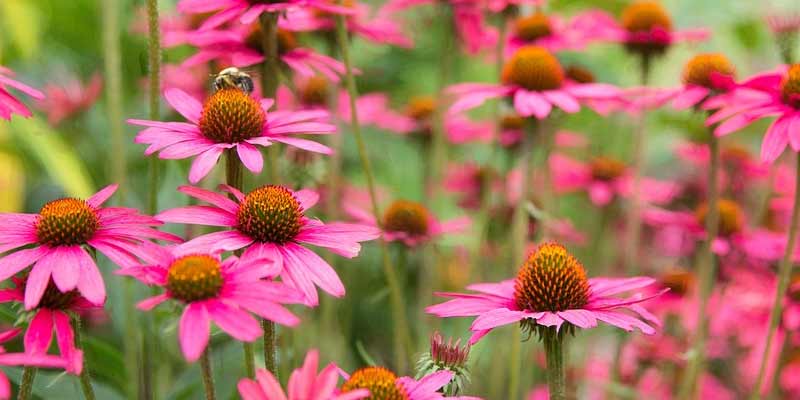 pink daisies