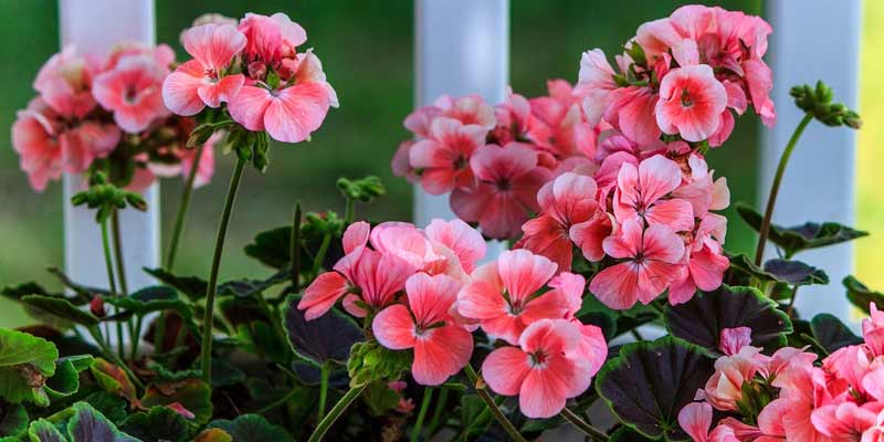 pink geraniums in a pot