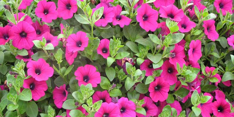 petunia flowering