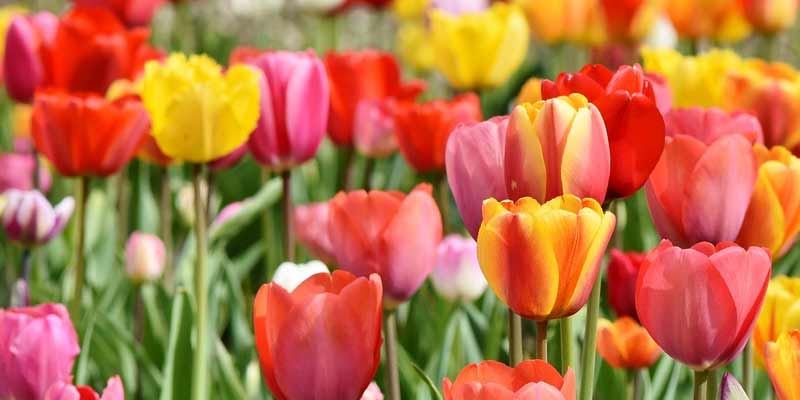 watering tulips