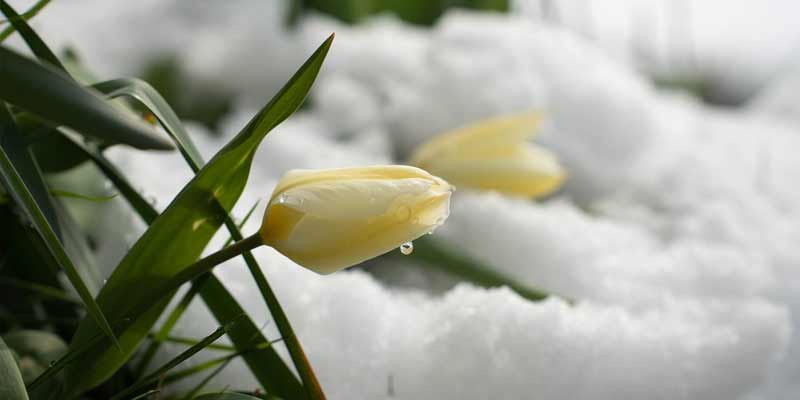 tulips in the winter