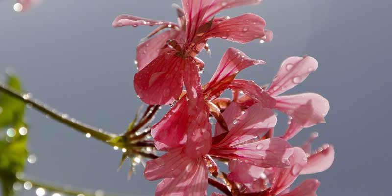 watering geraniums