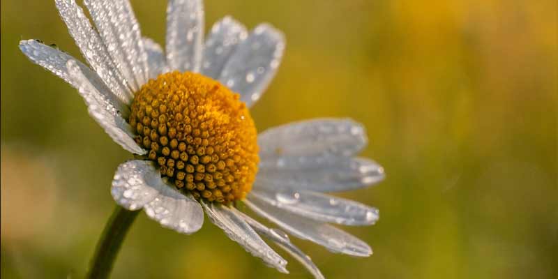 daisy with water droplets