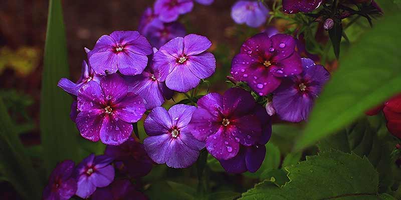 petunias being watered