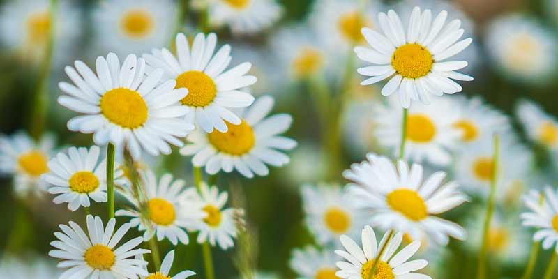 daisies blooming