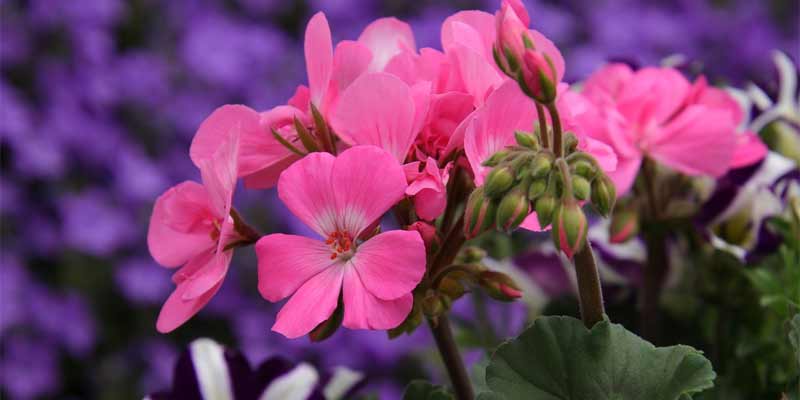 geraniums