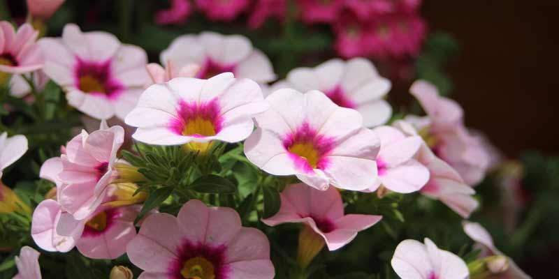 When Do Petunias Bloom?