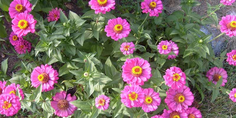 zinnias