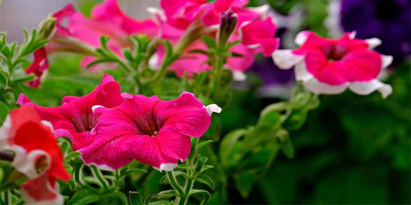 petunias