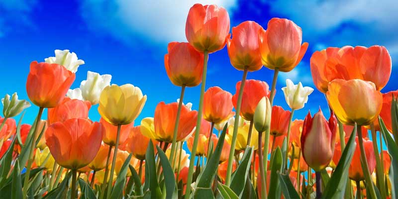 When To Plant Tulips?