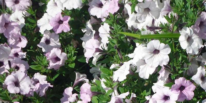 white petunias