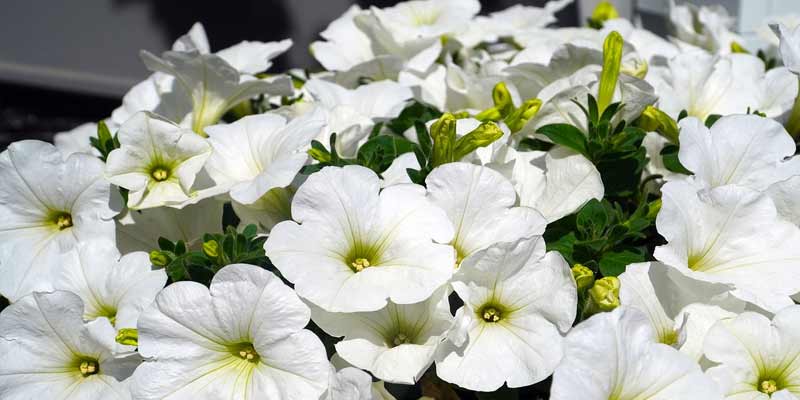 petunias blooming