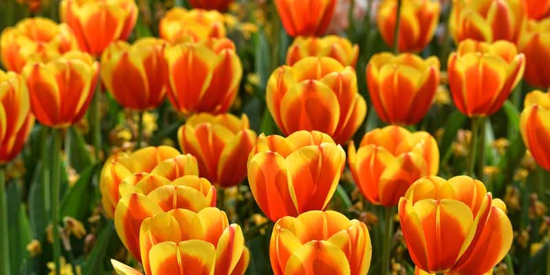 tulips growing in a garden