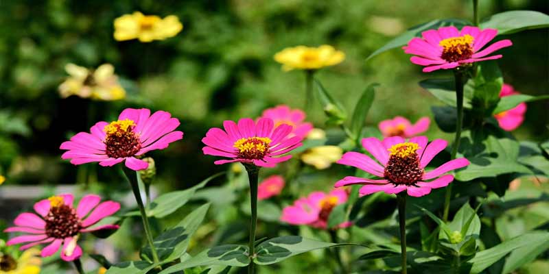 zinnia flowers