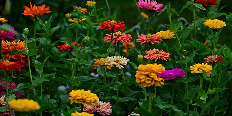 zinnia flowers