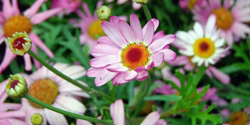 daisies