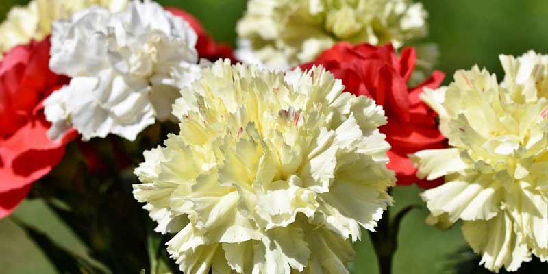 blooming carnations