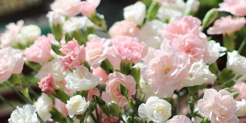 white carnations