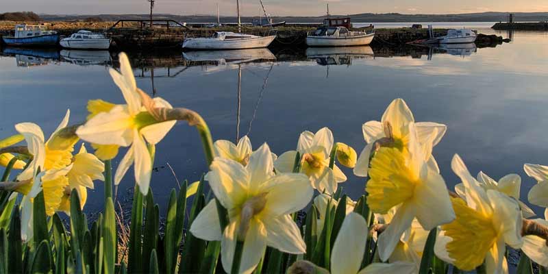 daffodils during sunset