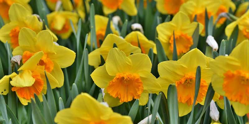 yellow daffodils blooming