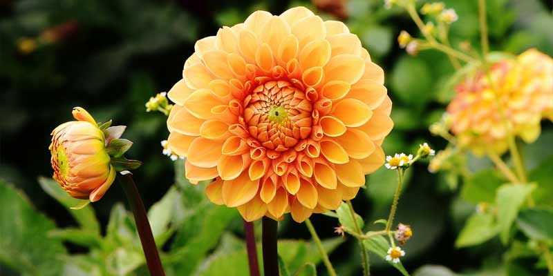 blooming dahlias