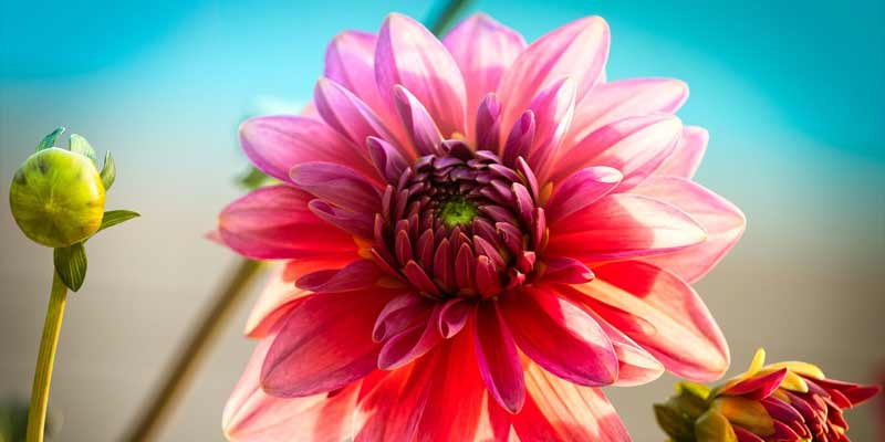 pink dahlias in full sun