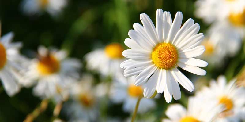 daisies