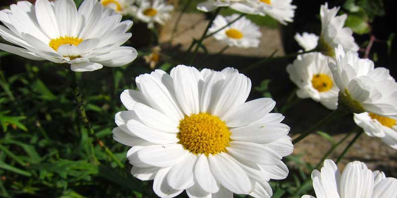 daisies