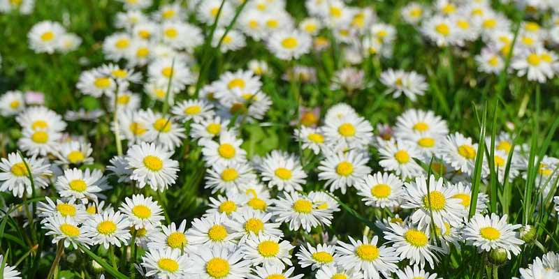 daisies in full sun