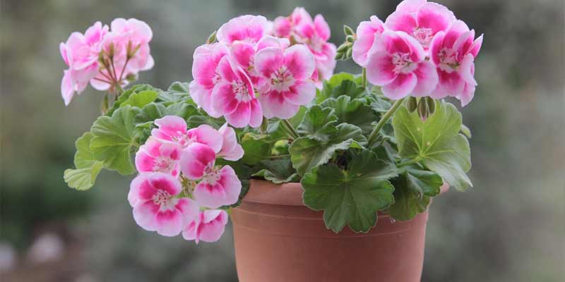 geraniums in a container